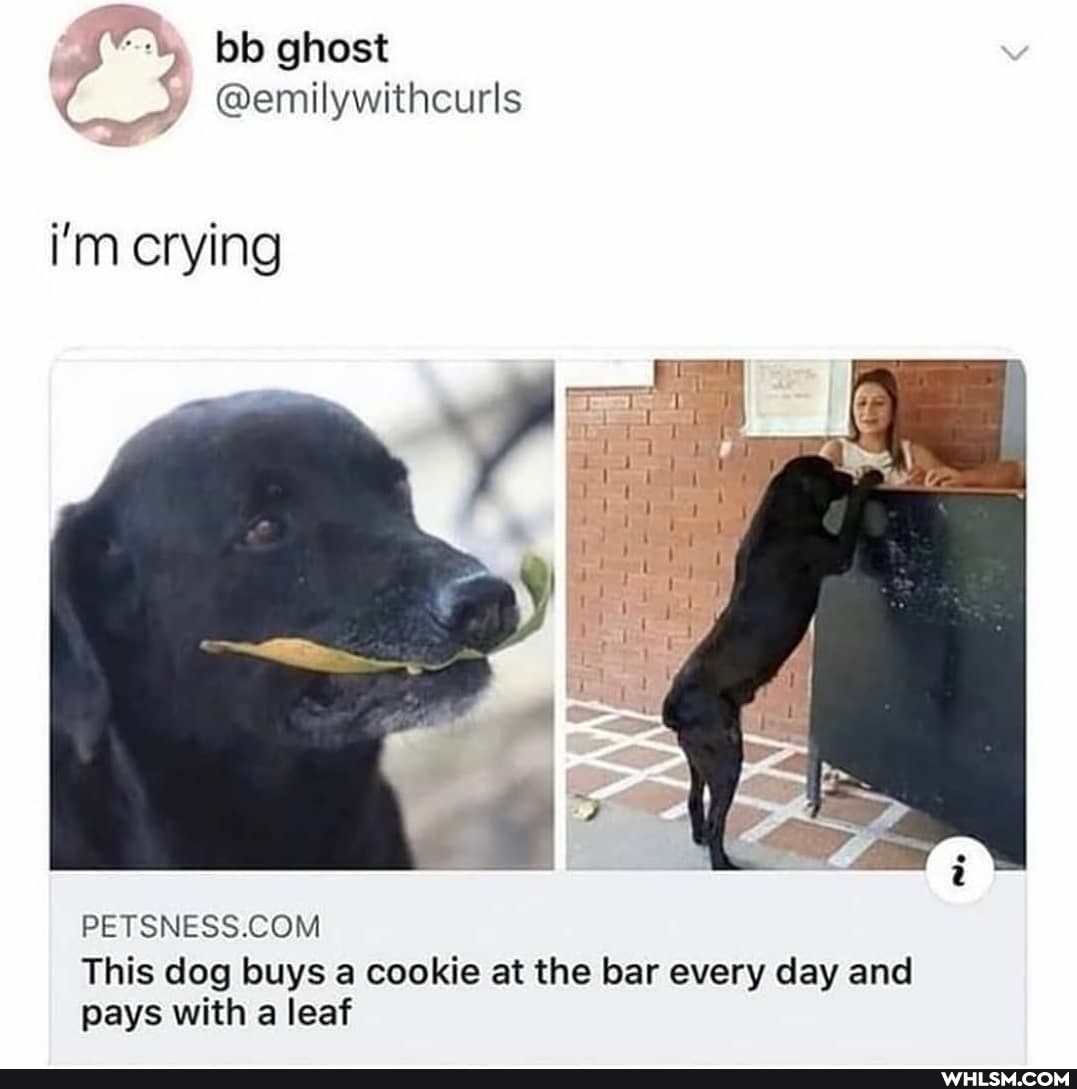 bb ghost
( @emilywithcurls
i'm crying
This dog buys a cookie at the bar every day and pays with a leaf