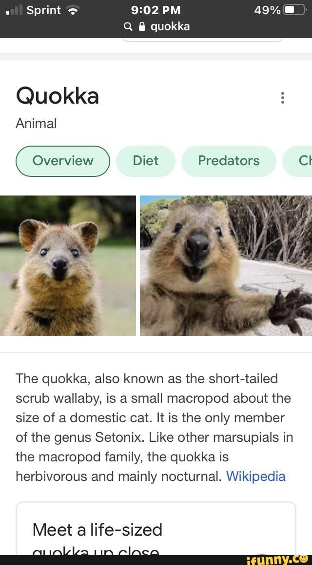 Sprint PM 49 Q quokka Quokka Animal Diet Predators Cl The quokka