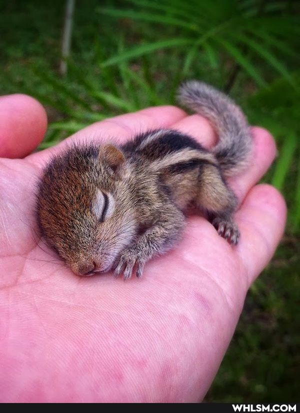 funny, aww, pets