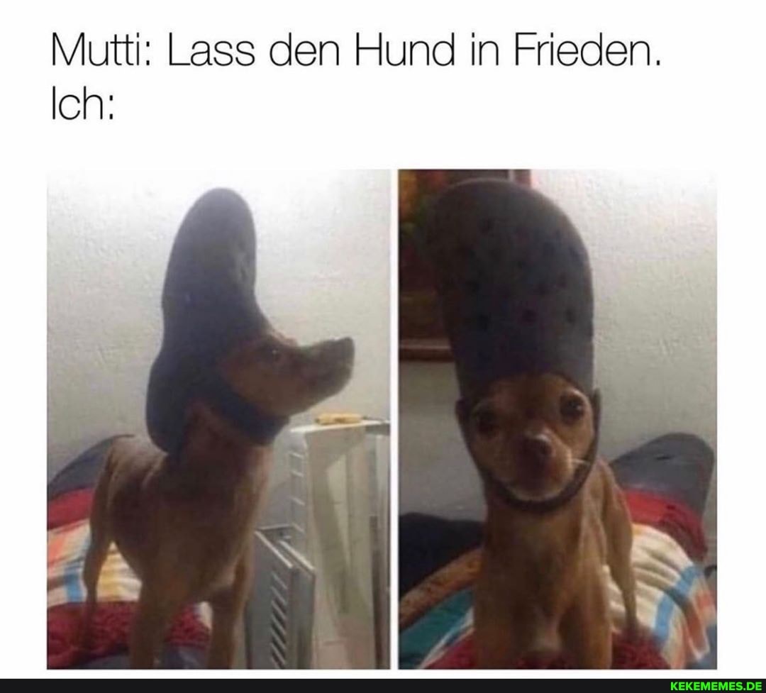 Mutti: Lass den Hund in Frieden.
Ich: