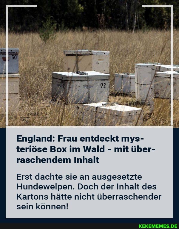 England: Frau entdeckt mys- se Box im Wald - mit über- raschendem Inhalt
Erst dachte sie an ausgesetzte
Hundewelpen. Doch der Inhalt des
Kartons hätte nicht überraschender sein können!