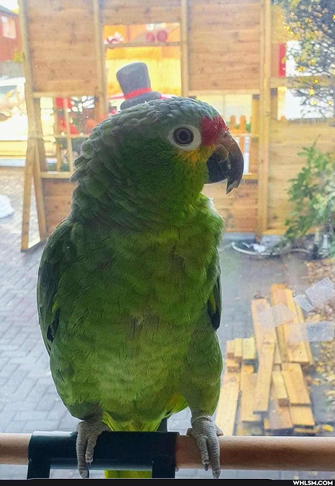 animal_rescue, hats, parrot
