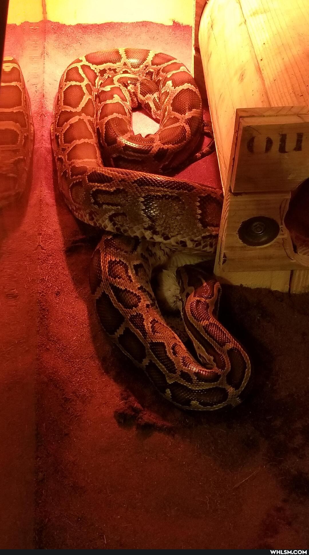 burmese_python, aww, advice_animals, snake