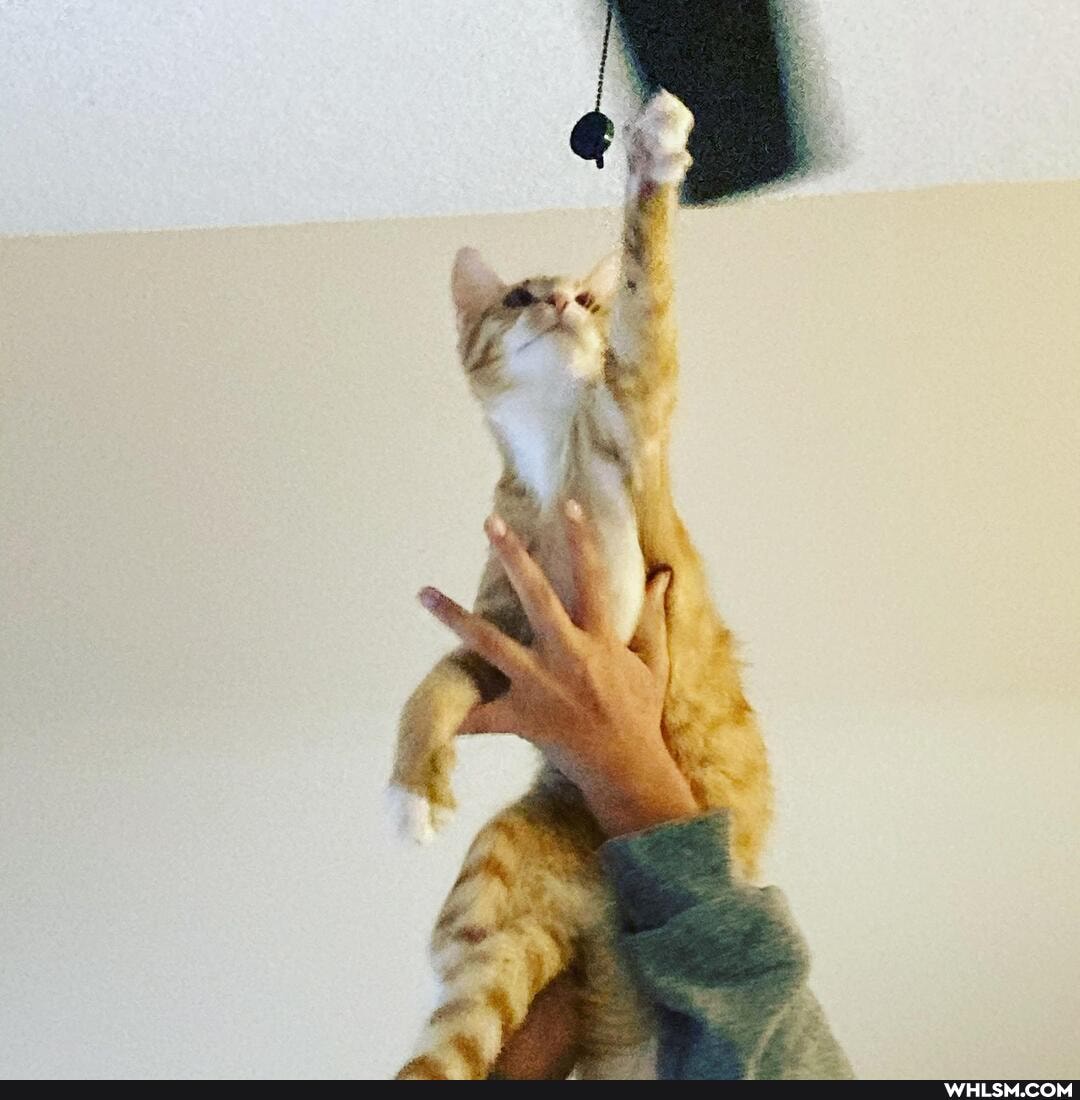 fluffy_kitty, crazycatlady, furbaby, loveyourpets