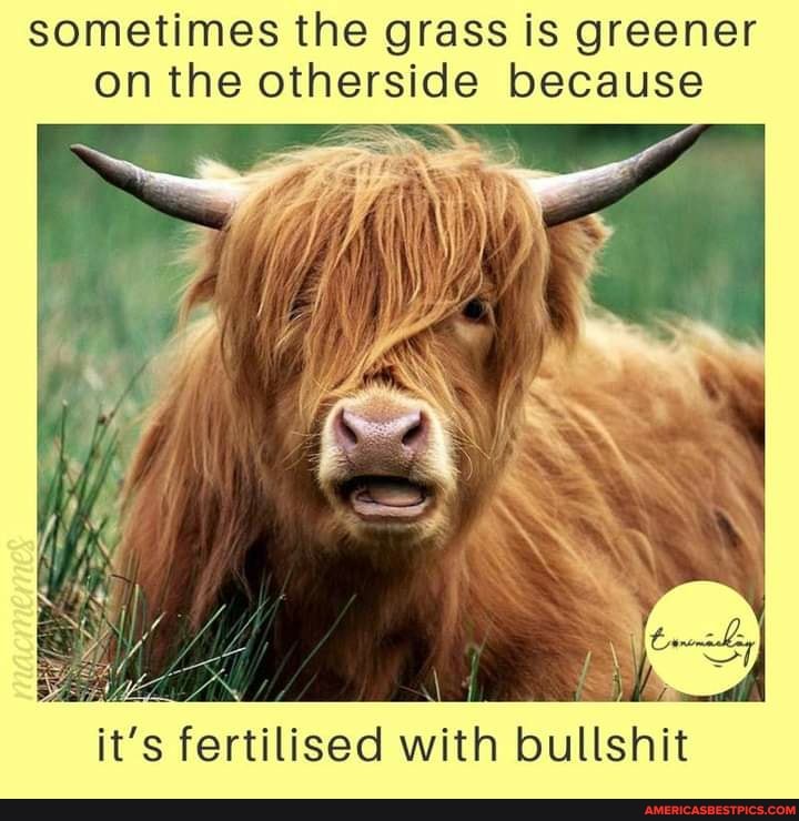 sometimes the grass is greener on the otherside because
it's fertilised with bullshit