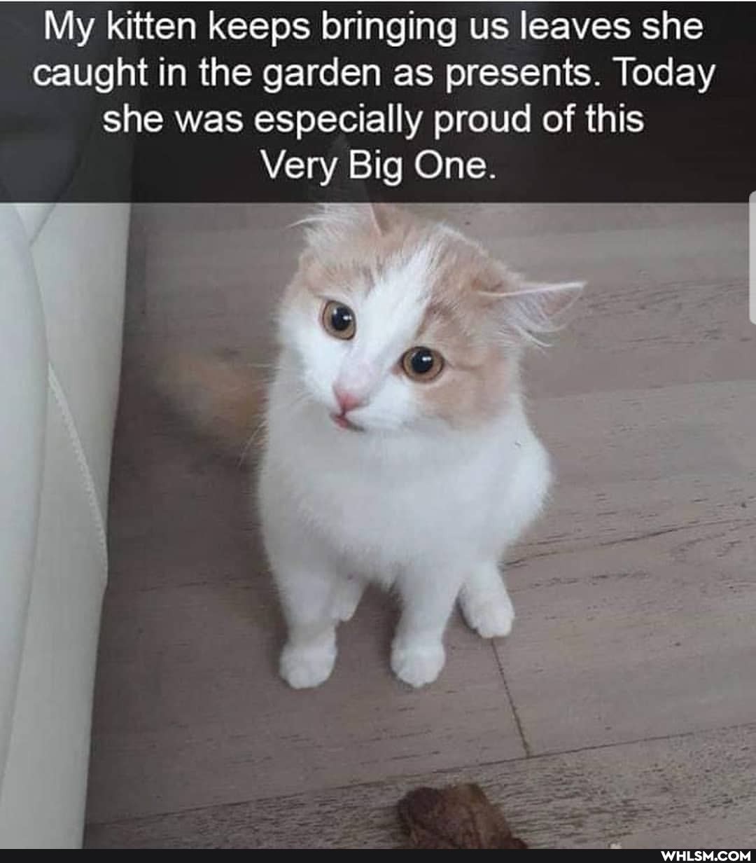 My kitten keeps bringing us leaves she caught in the garden as presents. Today she was especially proud of this
Very Big One.
