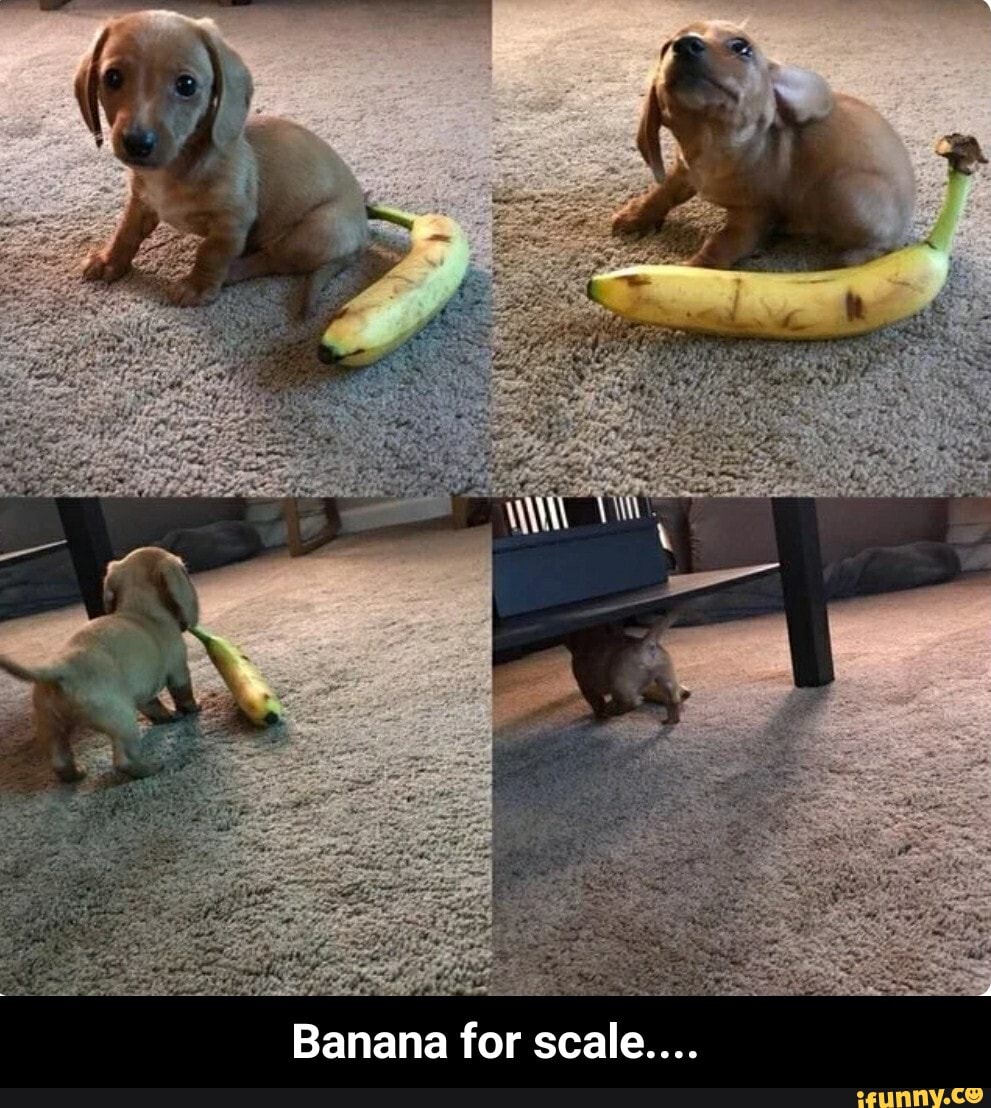 Banana for scale.... - Banana for scale.... - iFunny