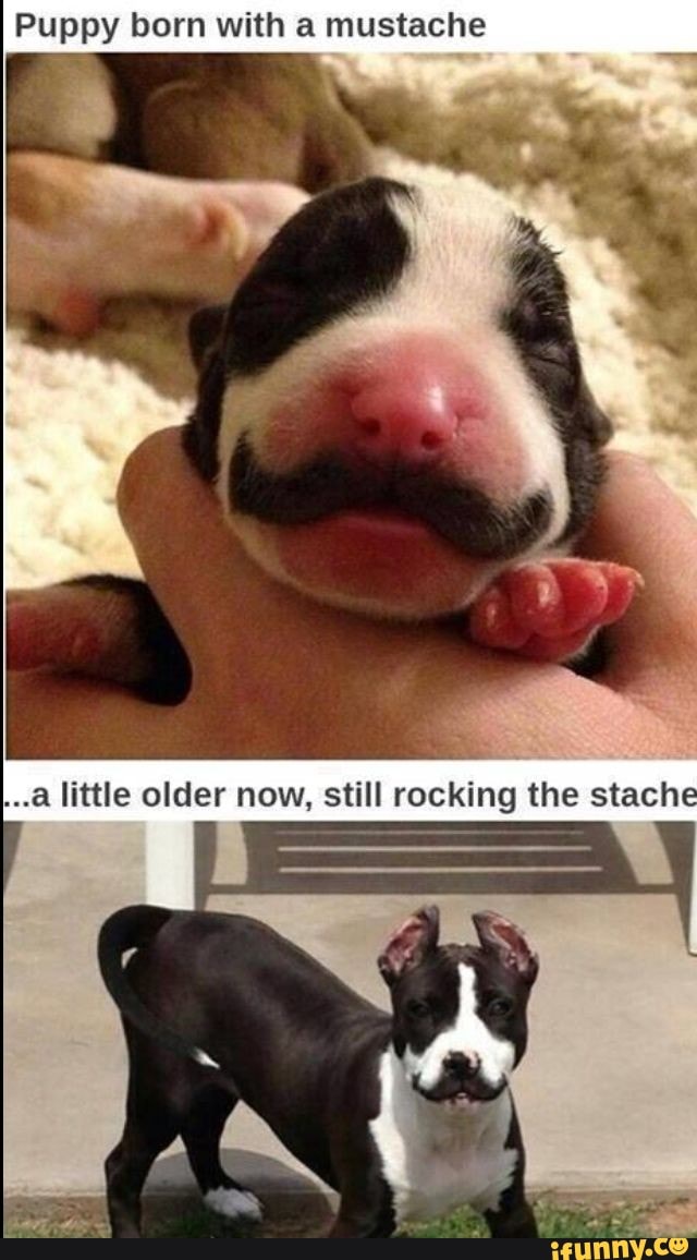 Puppy born with a mustache
little olier now, still rocking the stache