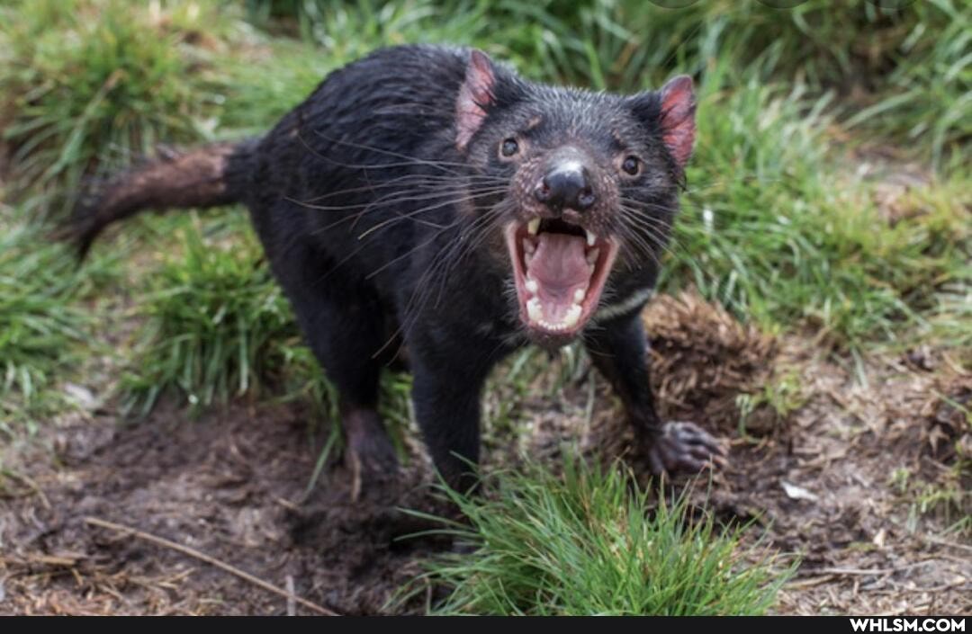 nature, australia, badass