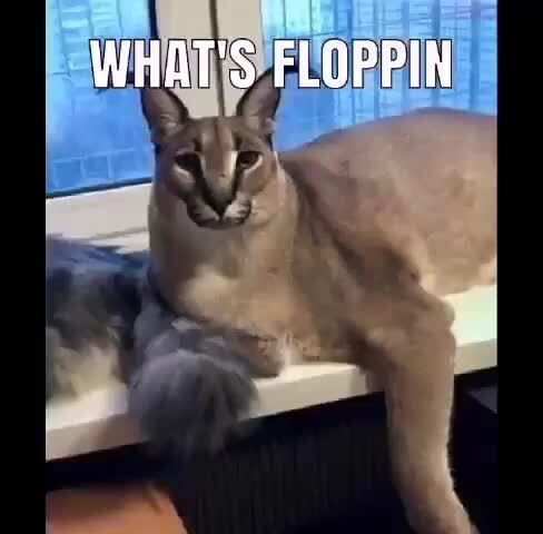 Flopperarmy memes. Best Collection of funny Flopperarmy pictures