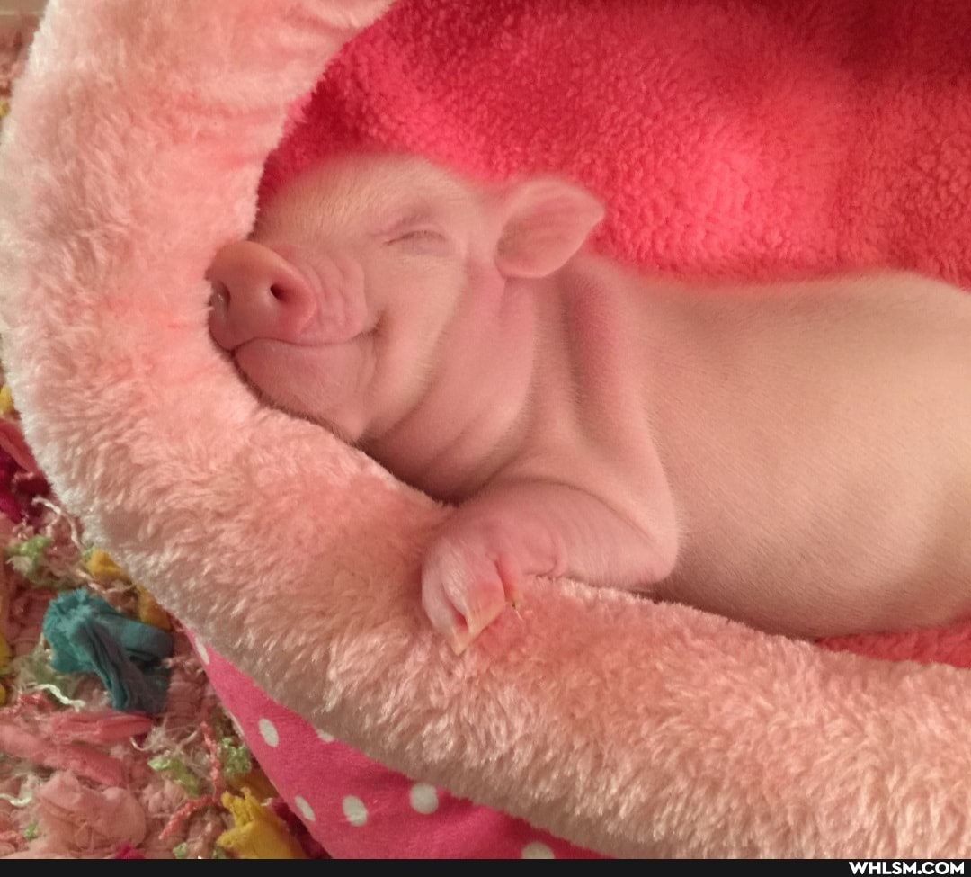 baby_animals, awww, piglet