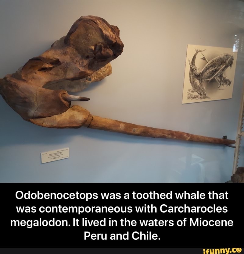 Odobenocetops memes. Best Collection of funny Odobenocetops pictures on