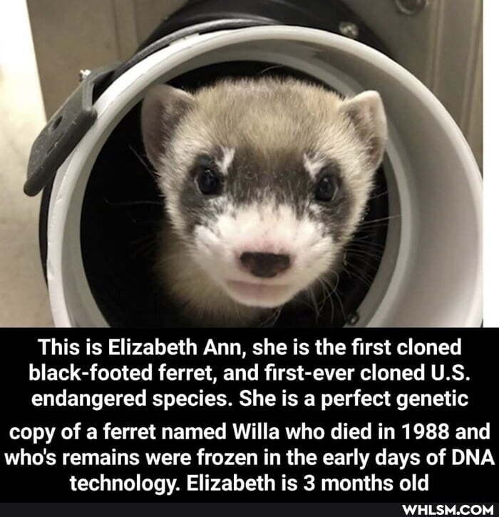 This is Elizabeth Ann, she is the first cloned black-footed ferret, and first-ever cloned U.S.
endangered species. She is a perfect genetic
copy of a ferret named Willa who died in 1988 and
who's remains were frozen in the early days of DNA Flizaheth ie 2 manthe old