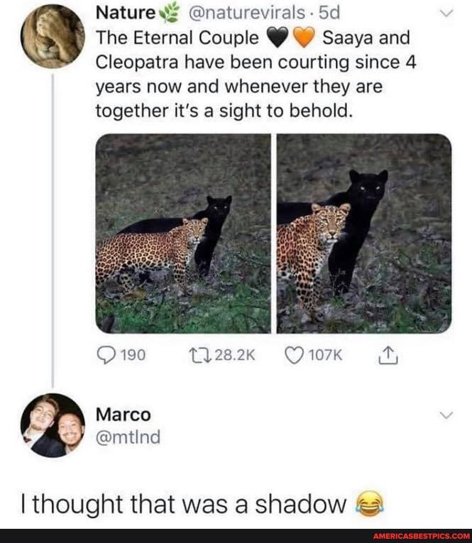 Nature @naturevirals -
The Eternal Couple W Saaya and
Cleopatra have been courting since 4
years now and whenever they are together it's a sight to behold.
190
thought that was a shadow