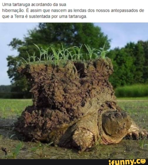 Uma tartaruga acordando da sua
QuE custentada por uma tartaruga.