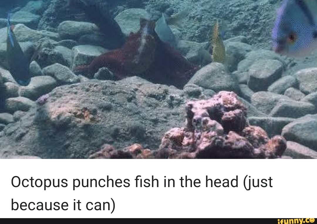 Octopus punches fish in the head (just because it can iFunny