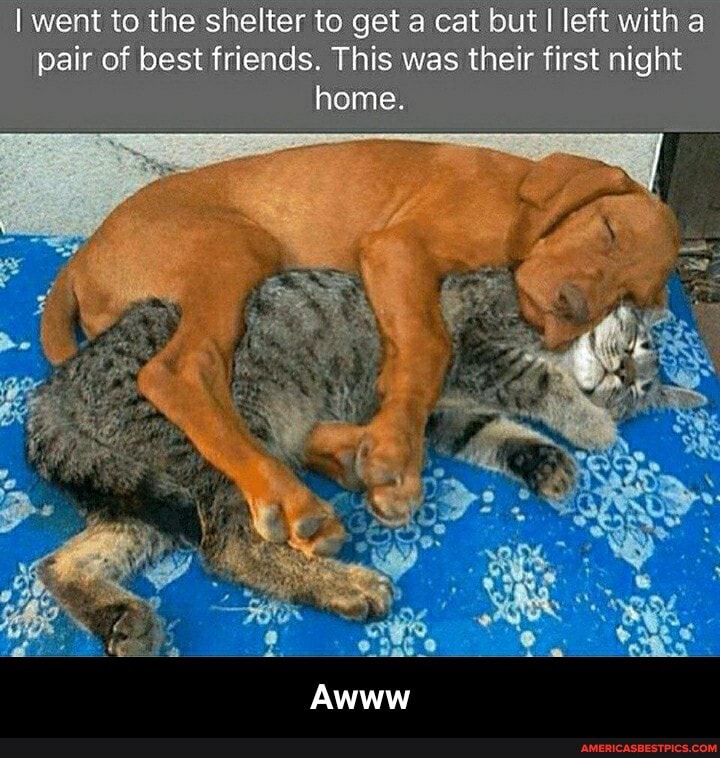 went to the shelter to get a cat but I left with a pair of best friends. This was their first night home
Awww - Awww