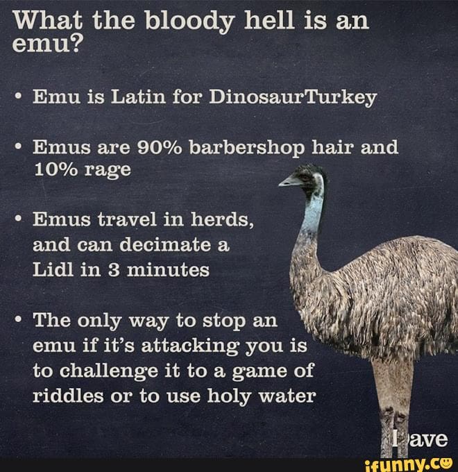 Facts you should bloody know. 8=) - What the bloody hell is an emu? Emu ...
