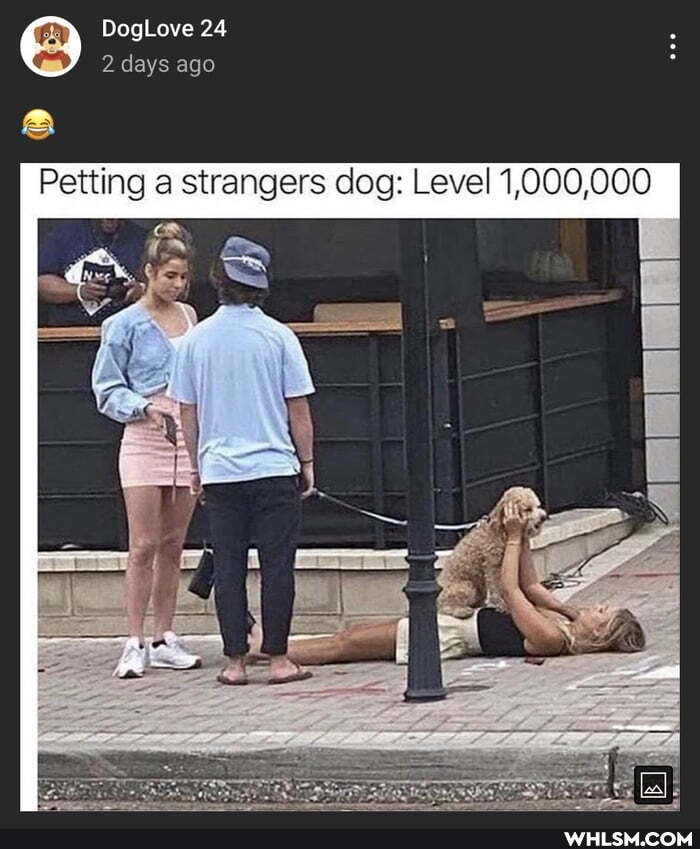 DogLove 24 days ago
Petting a strangers dog: Level 1,000,000