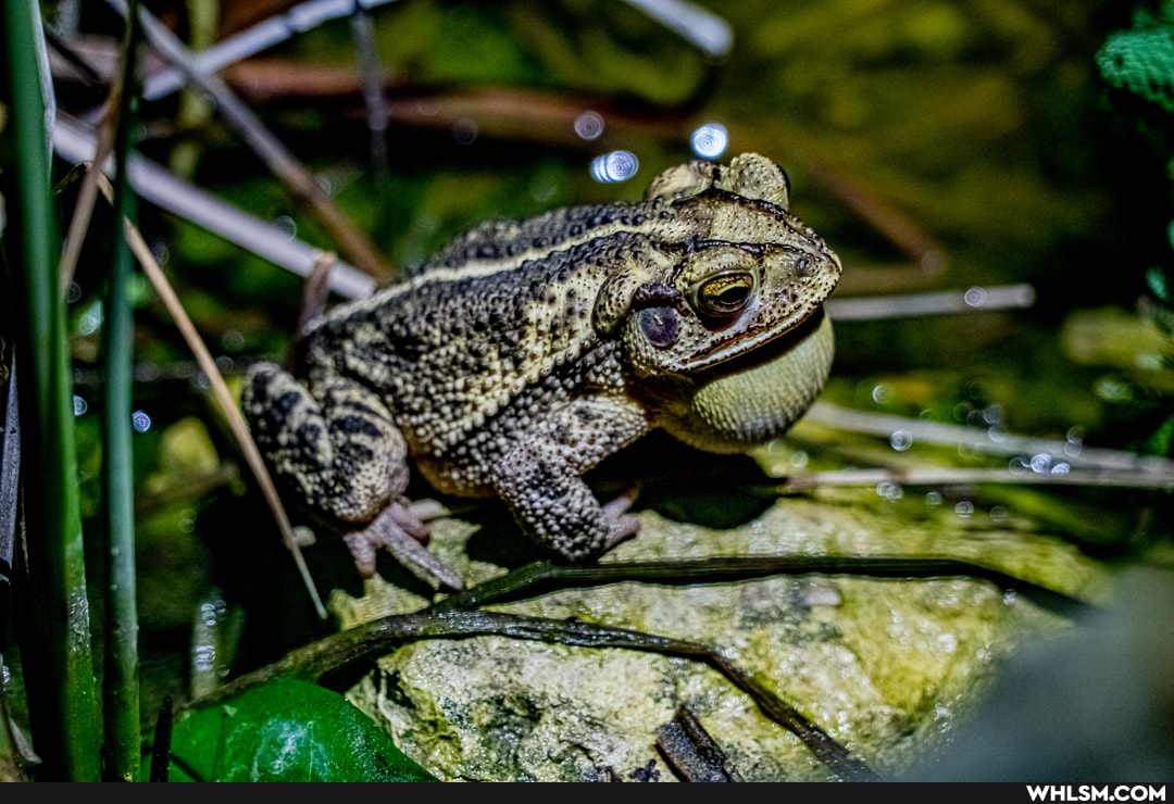 texas, toad, photography, nature