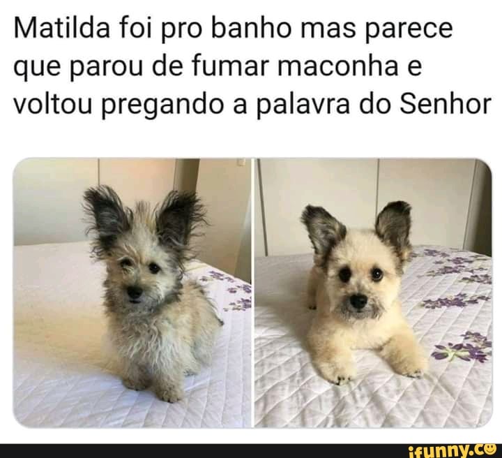 Matilda foi pro banho mas parece
que parou de fumar maconha e
voltou pregando a palavra do Senhor
