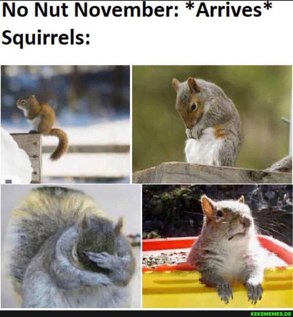 No Nut November: *Arrives*
Squirrels: