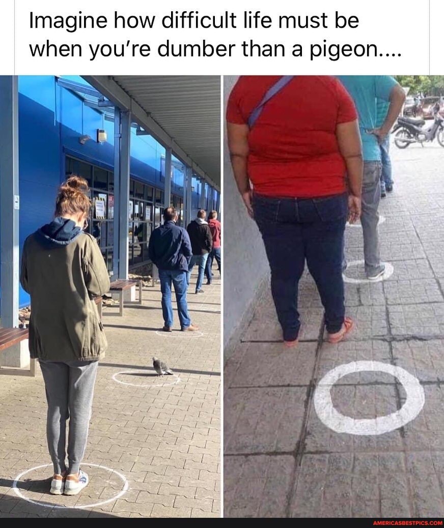 Imagine how difficult life must be when you're dumber than a pigeon....