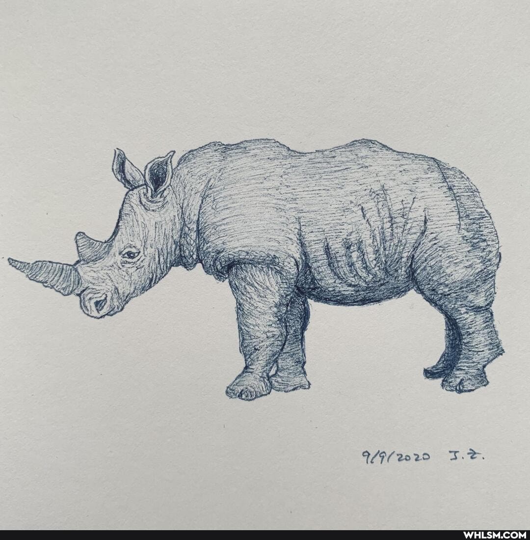 art, sketch, rhino, sketchdaily