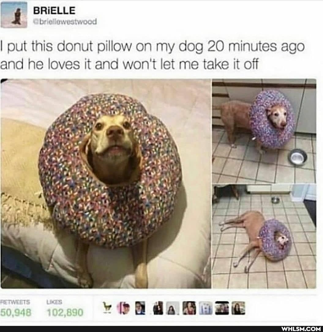 BRIELLE br owestw
I put this donut pillow on my dog 20 minutes ago and he loves it and won't let me take it off
da