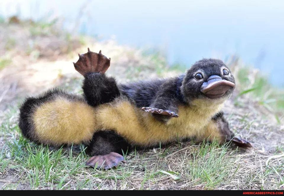 cuteness_overload, the_more_you_know, baby_animals