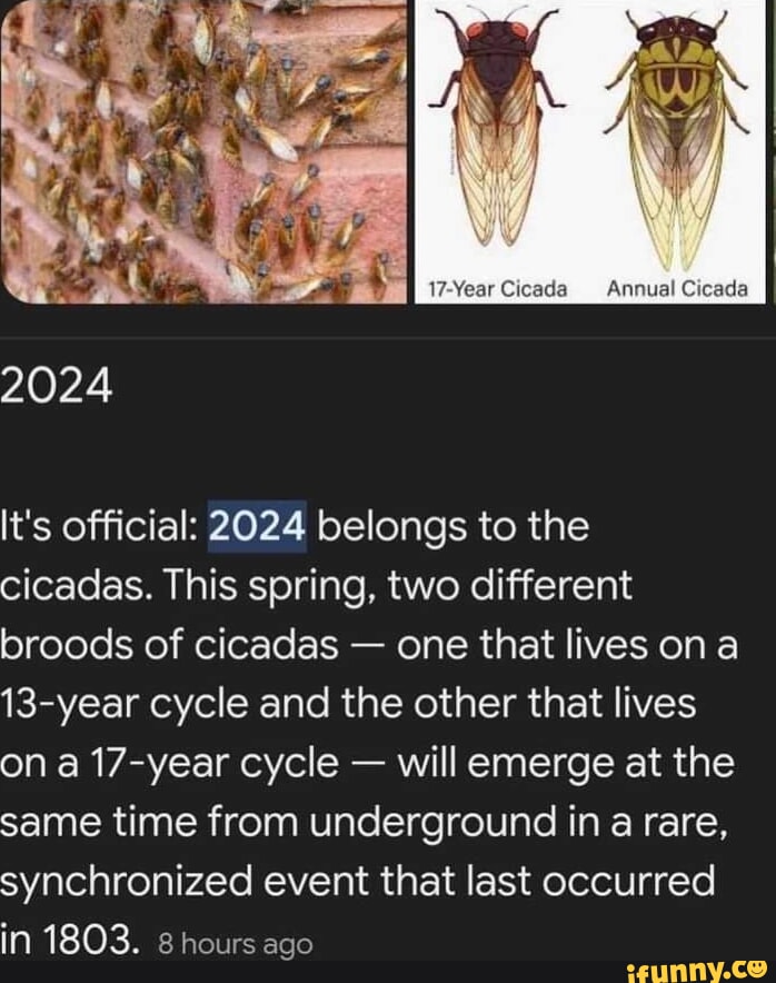 2024 It's official 2024 belongs to the cicadas. This spring, two