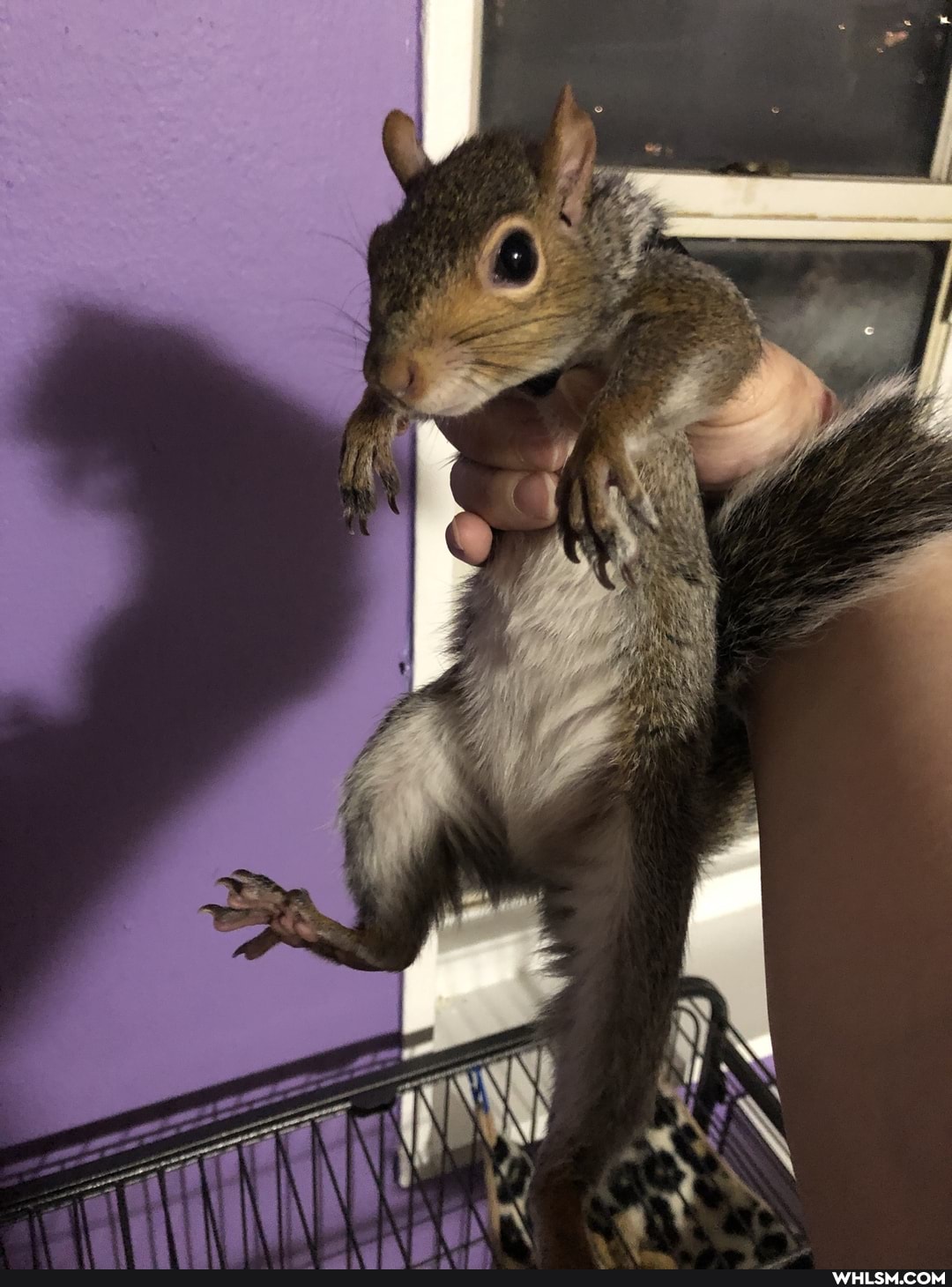 squirrel, baby_animals, animals_sleeping
