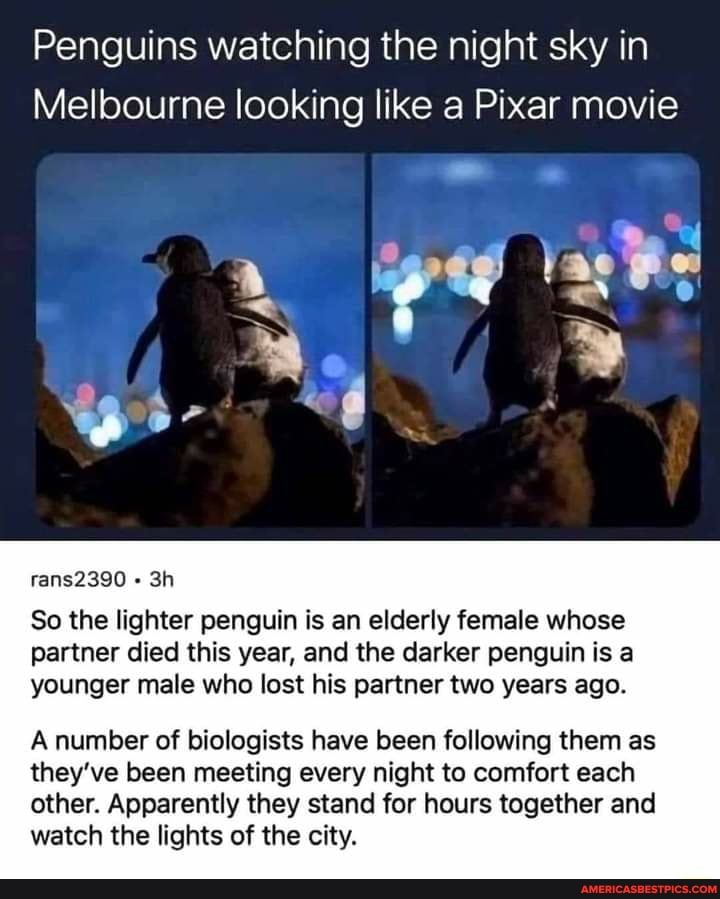 Penguins watching the night sky in
Melbourne looking like a Pixar movie
rans2390
So the lighter penguin is an elderly female whose partner died this year, and the darker penguin is a younger male who lost his partner two years ago.
A number of biologists have been following them as they've been meeting every night to comfort each other. Apparently they stand for hours together and watch the lights of the city.