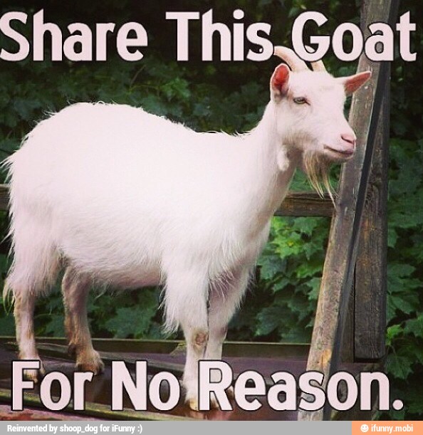 I
Share This Goat