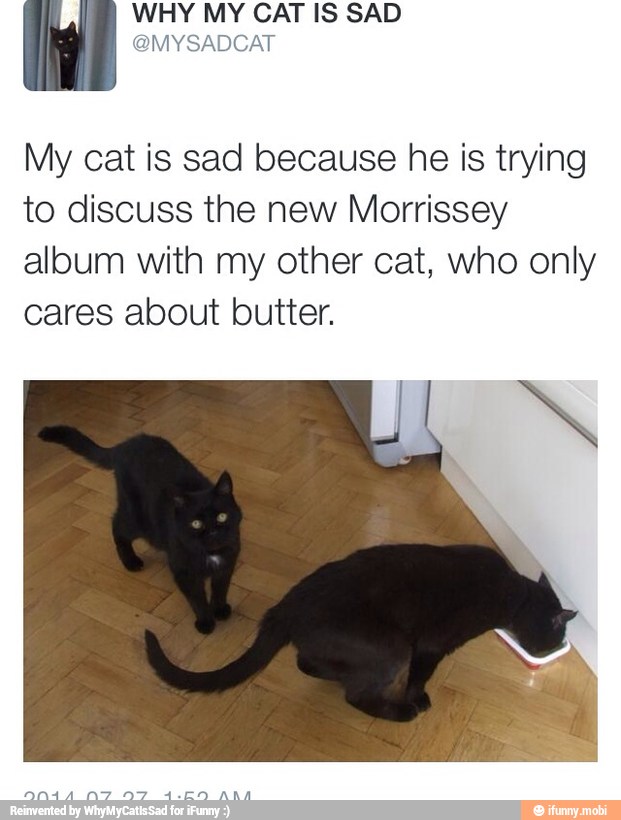 My cat is sad because he is trying
to discuss the new Morrissey
album with my other cat, who only
cares about butter.