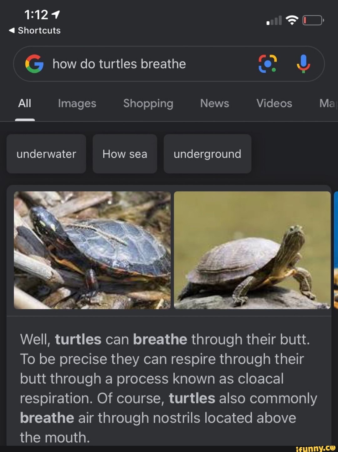 Shortcuts G how do turtles breathe All Images Shopping News Videos Me