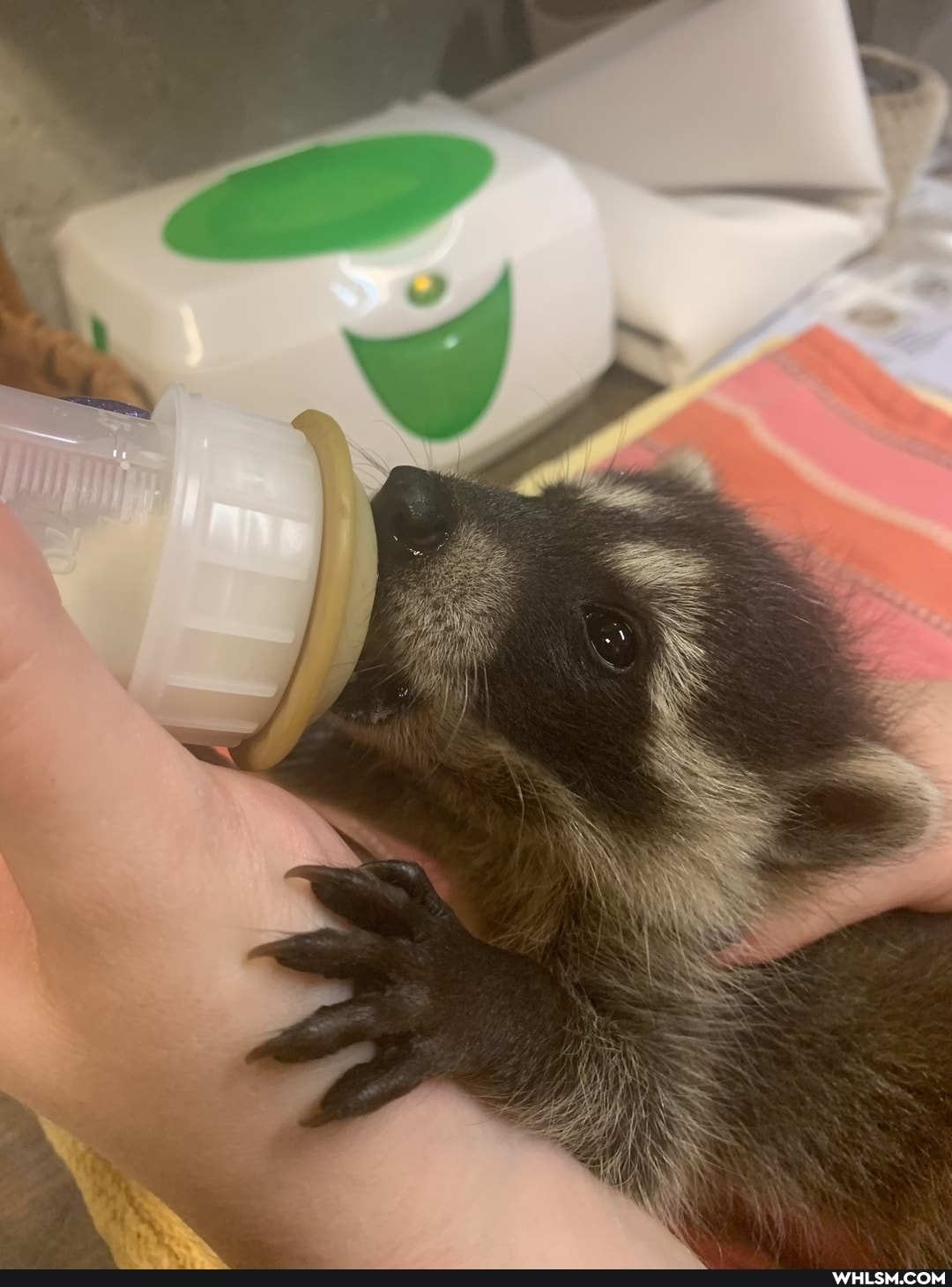 ranoon, trashpanda, adorable, baby_animals, mildly_interesting