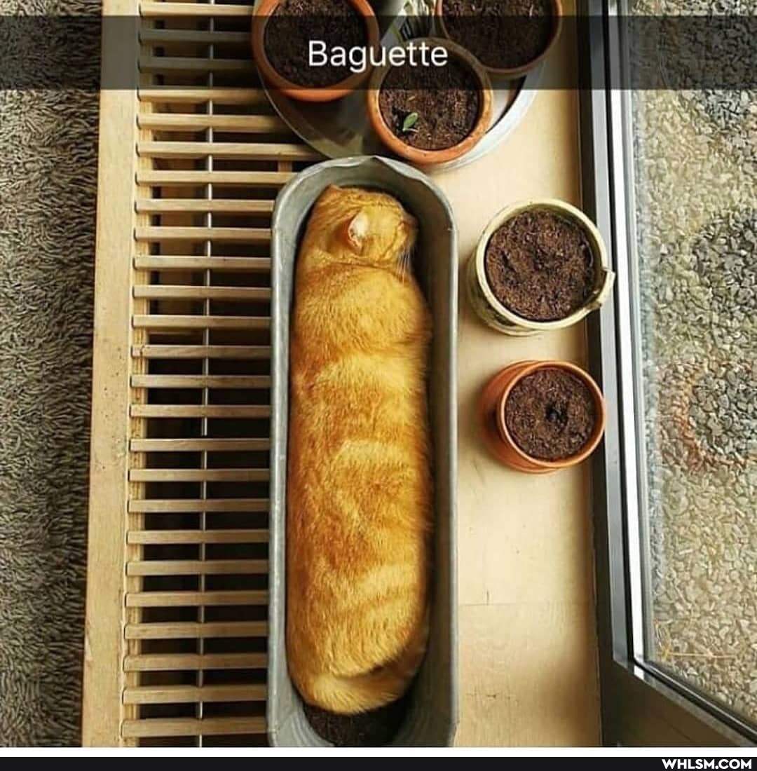 nit
Baguette