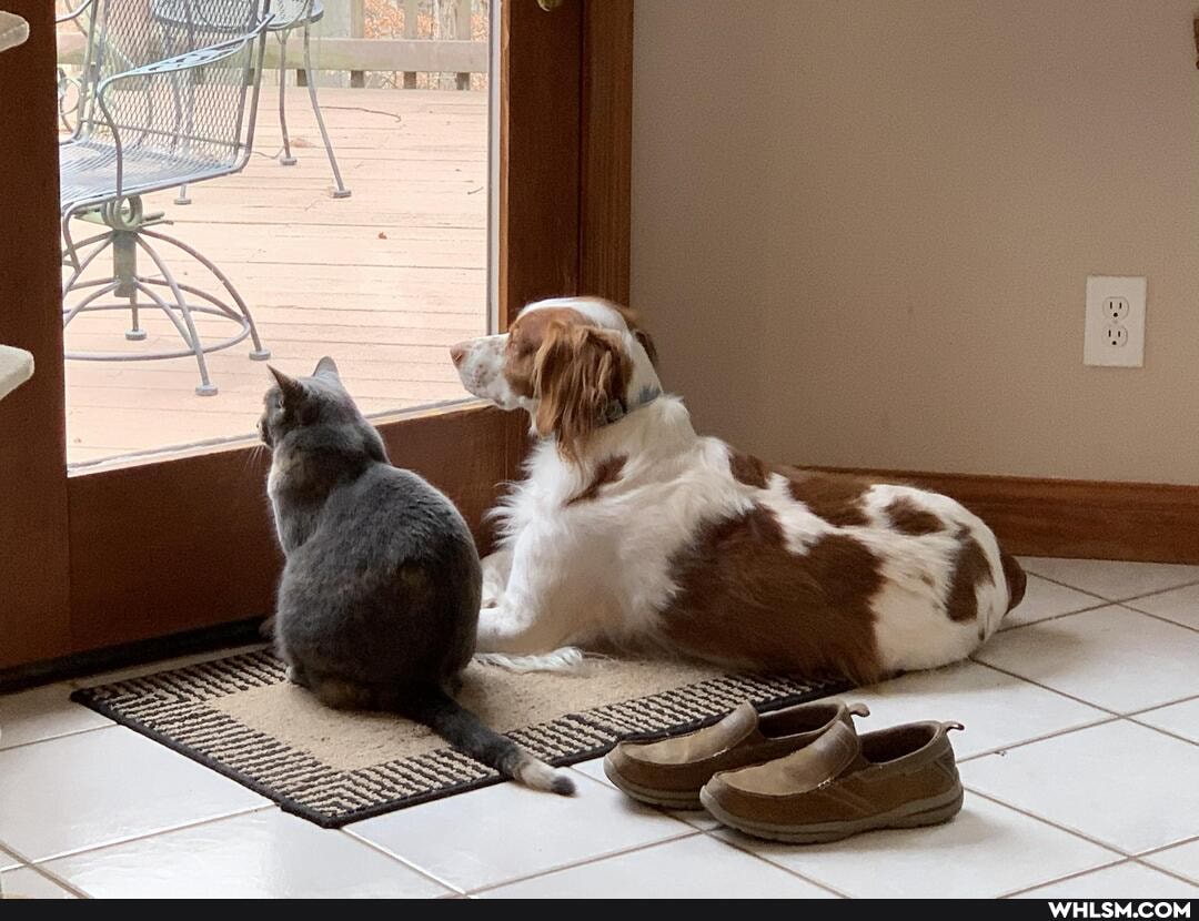 cat, puppy, cute_animal, loveyourpets
