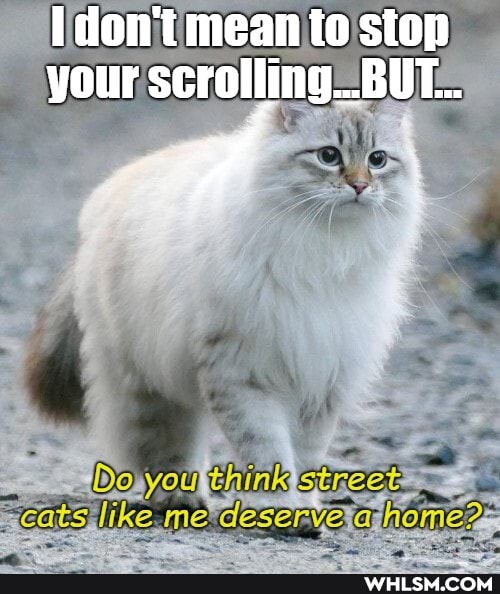 I don't mean to stop your scrolling...BUT...
you