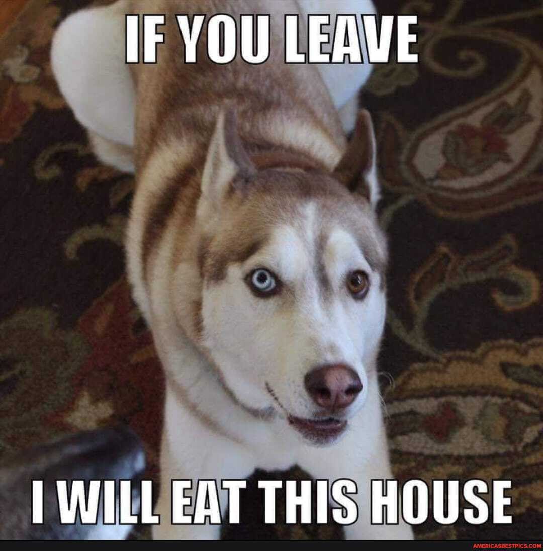 IF YOU LEAVE
WILL EAT THIS HOUSE