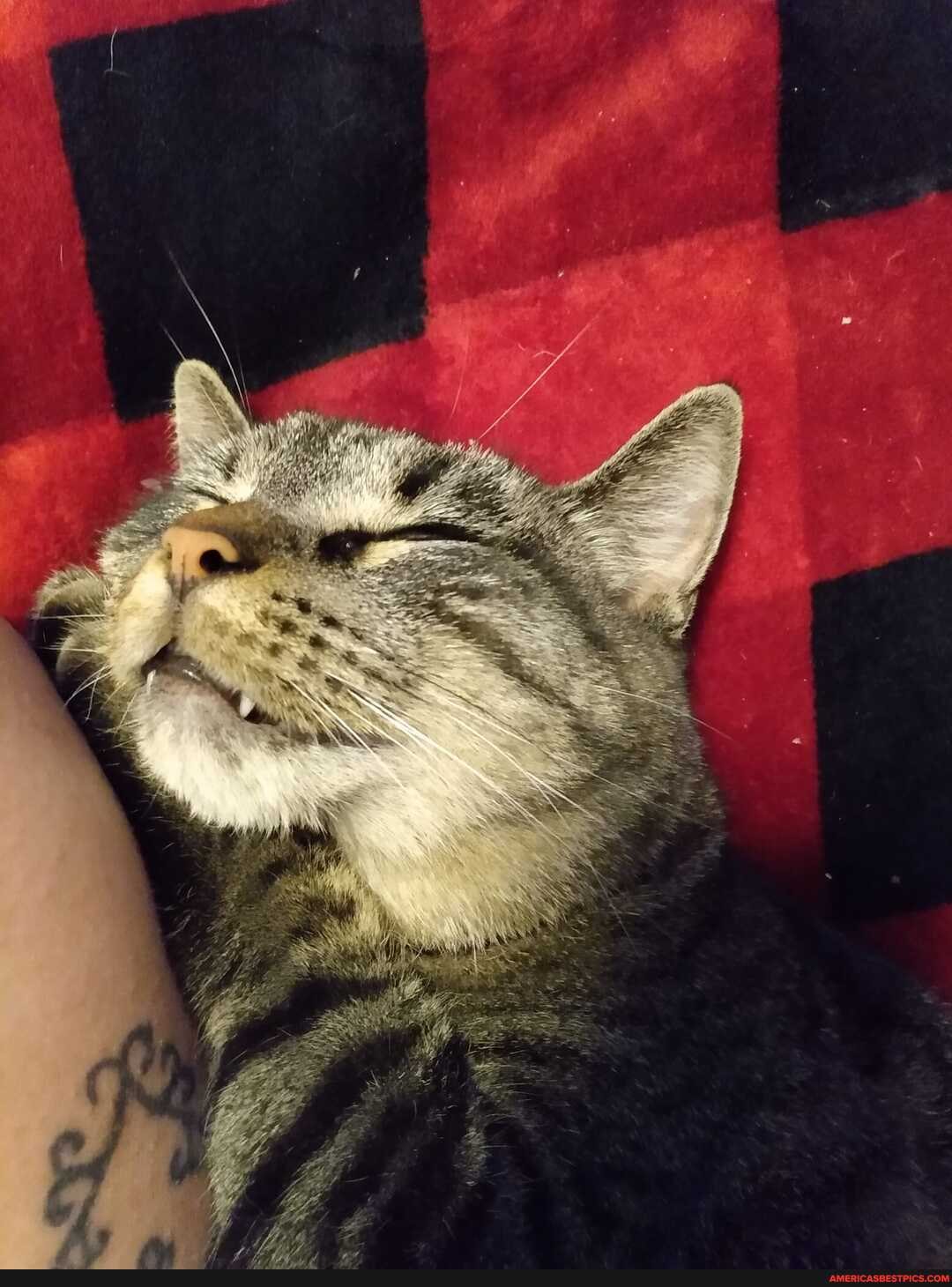 happy, kitty