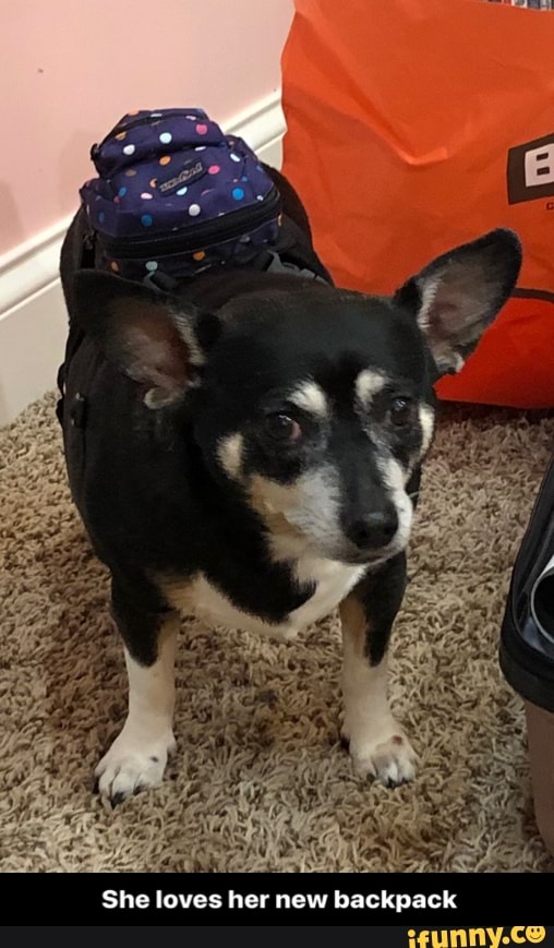 Dogbackpack memes. Best Collection of funny Dogbackpack pictures on iFunny