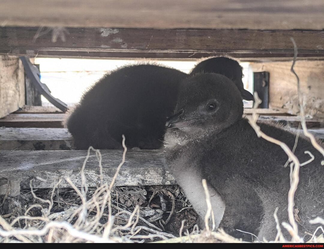 penguins, penguin, cute_animal, baby_animals