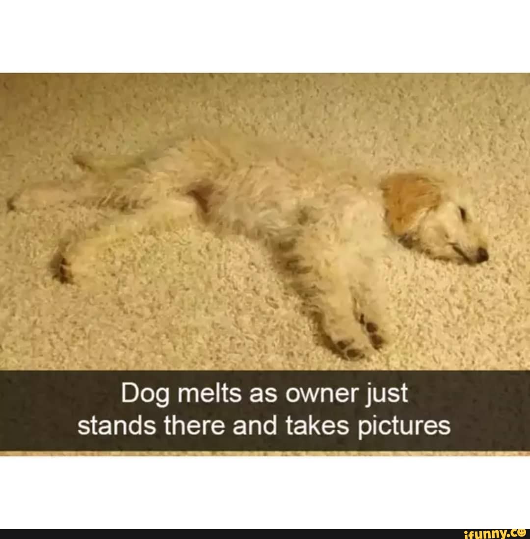 Dog melts as owner just stands there and takes pictures