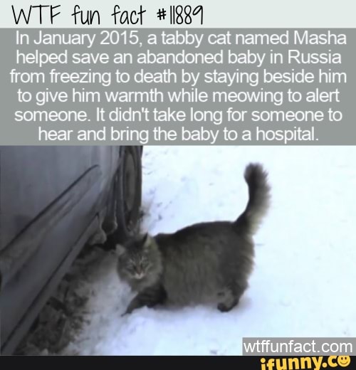 fun
In January 2015, a tabby cat named Masha helped save an ebandoned baby in Russia from freezing to death by staying beside him to give him warmth while meowing to alert someone didn't take long for someone to hear and bring the baby to a hospital
witffunfact.con com