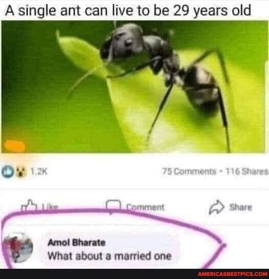 A single ant can li
single ant can live to be 29 years old
Comments 116 Shares
Share
Amol Bharate
What ahouit married one /f