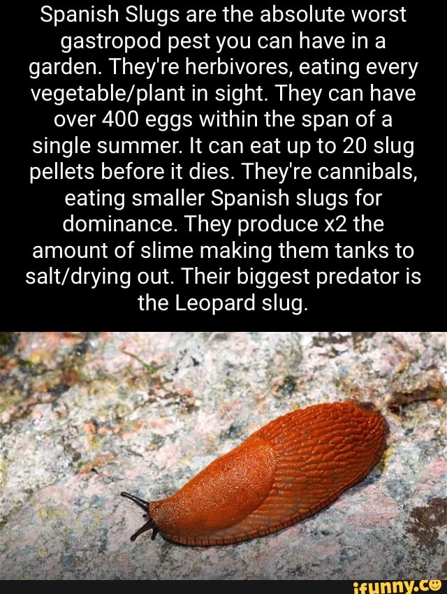 Spanish Slugs are the absolute worst gastropod pest you can have ina