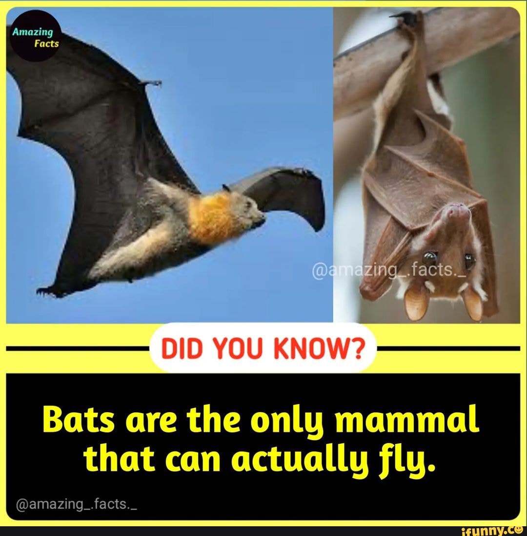 DID YOU KNOW? Bats are the only mammal that can actually fly. facts