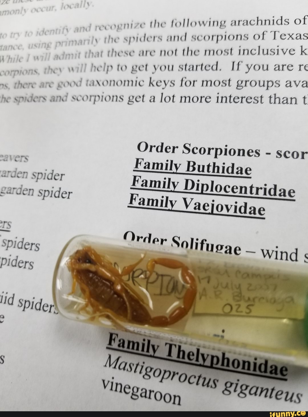scognize
the following arachnids " the spiders and scorpions of "A
hat these are not the most inclusive
they vi
help to get you started. If you e re
di ram
are
good taxonomic keys for most E és
he
spiders and scorpions get a
lot more interest than
Order Scorpiones scor
Family Buthidae a VETS
arden spider Family Di locentridae garden spider Family Vaejovidae
TS